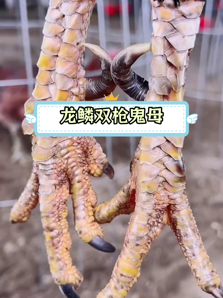 越南芽庄顶级龙鳞双枪鬼母斗鸡大战