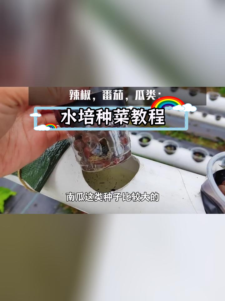 水培蔬菜种植全攻略:从催芽到定植
