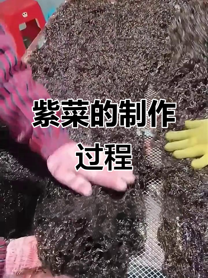 紫菜加工揭秘:从海里到餐桌的神奇转变