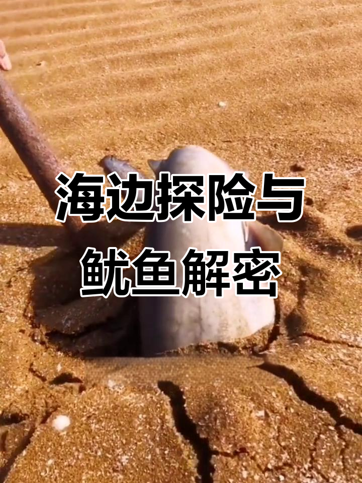 赶海发现神秘鱼,鱿鱼解剖惊现奇物