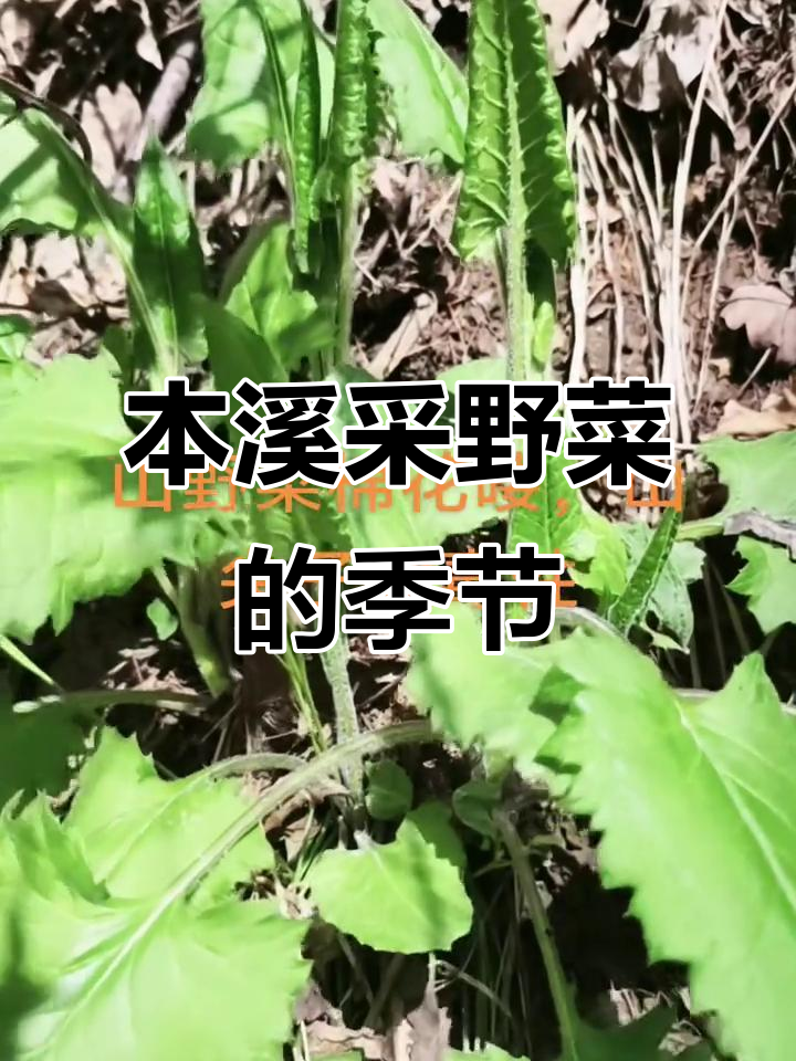 2025年4月23日辽宁本溪南芬区山菜采摘季需小心