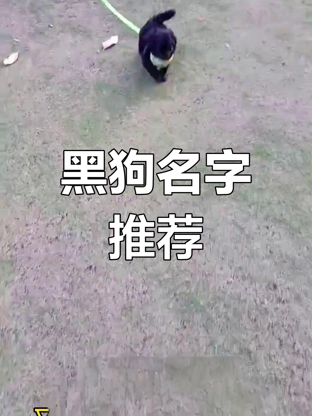 如何给黑狗取名,既不直接用“黑”字又能体现它的黑色气质