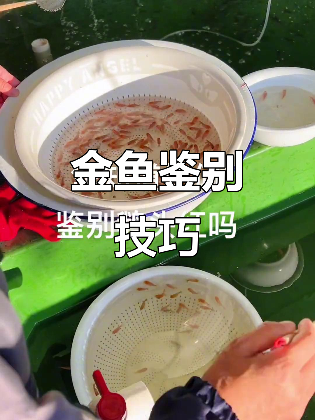 了解精品鹅头红,轻松辨别优劣金鱼