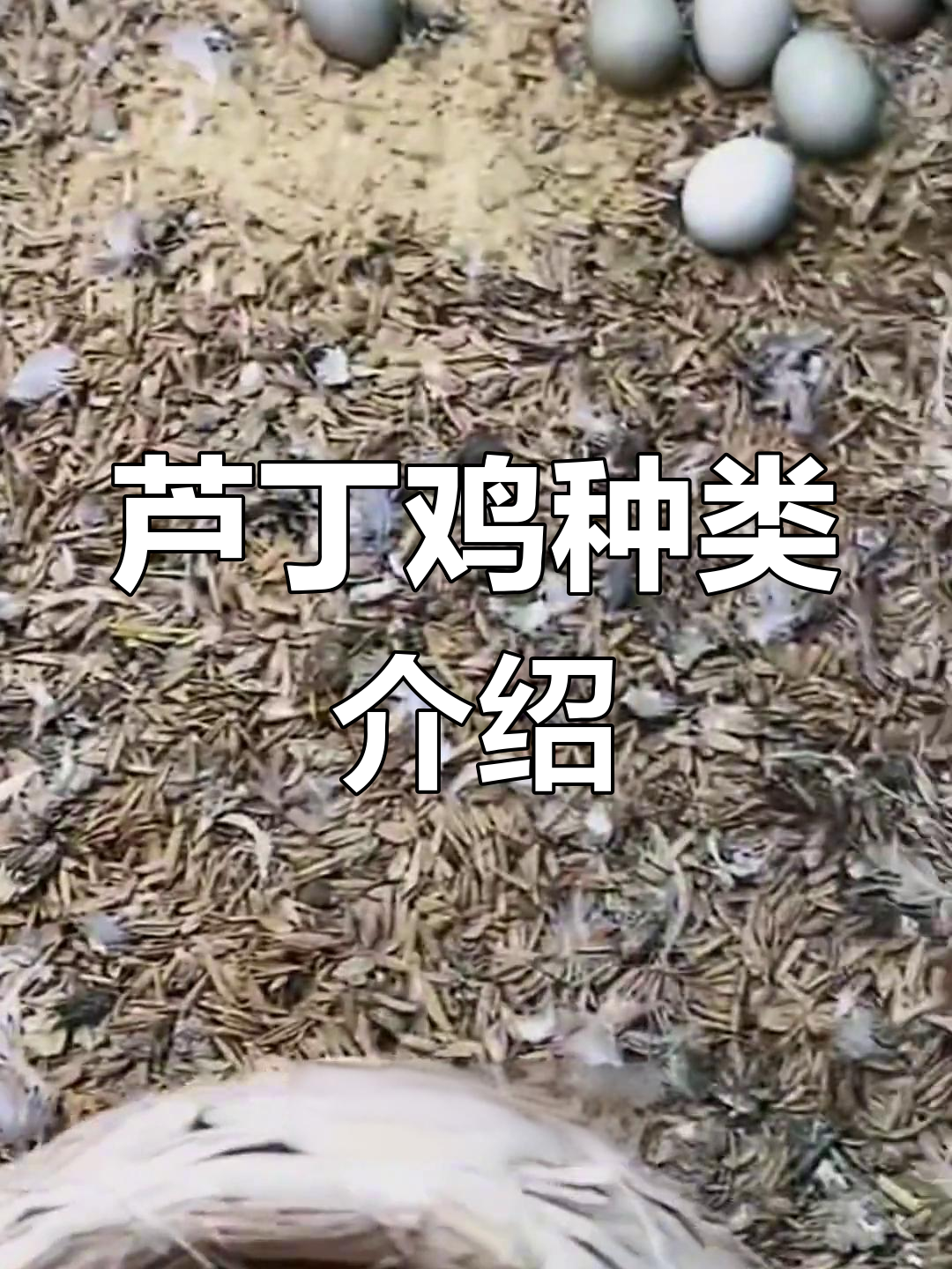 芦丁鸡品种全解析,如何区分不同类型