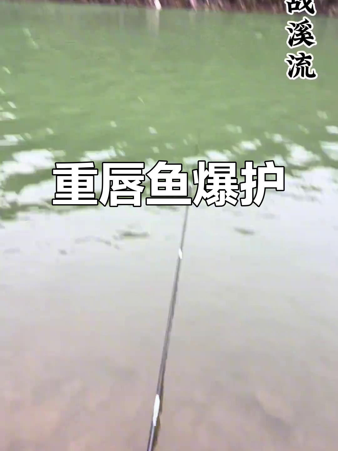 溪流钓大丰收,轻松上三四斤重唇鱼