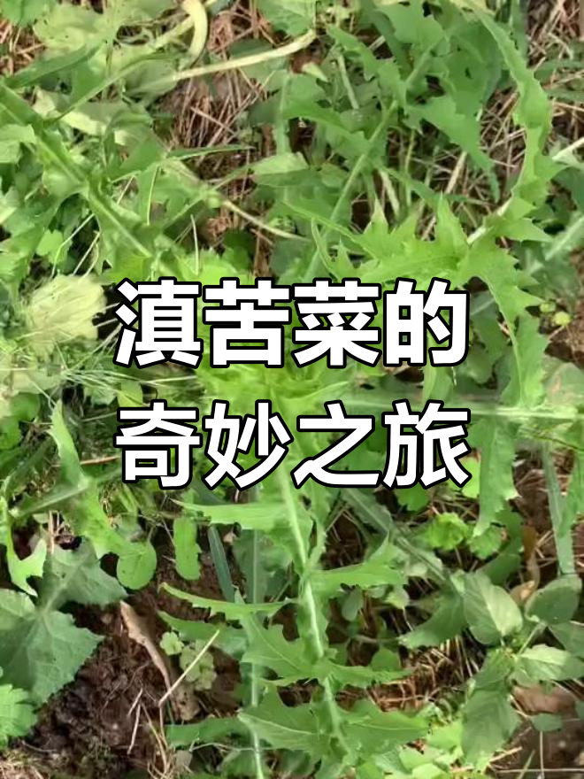 滇苦菜口感独特,粉蒸美味,繁殖力惊人,一不小心就泛滥成灾