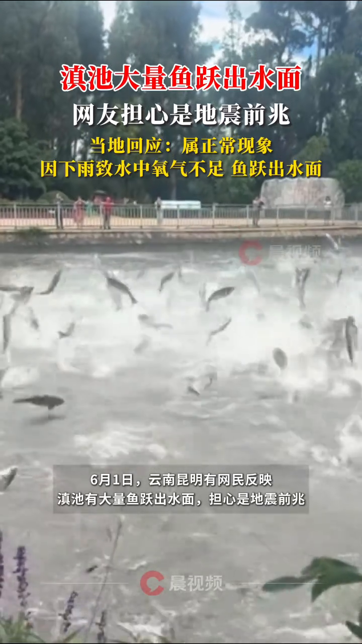 当地回应滇池大量鱼跃出水面:因下雨致水中氧气不足
