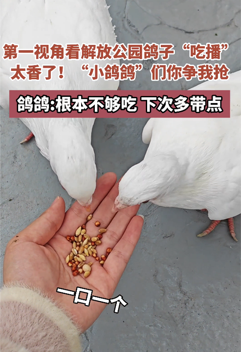 第一视角看武汉解放公园鸽子“吃播”,“小鸽鸽”们你争我抢吃的太香了!