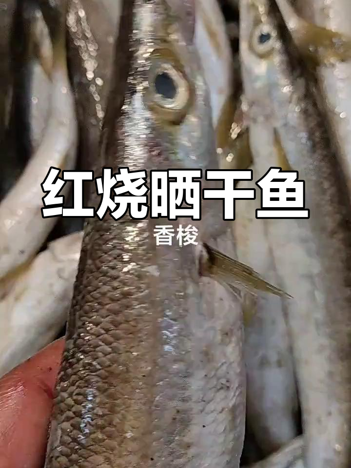 香梭鱼晒干后烤着吃,鲜美无比!