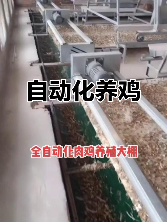 肉鸡养殖全程自动化，饲料自动添加，粪便直接运走
