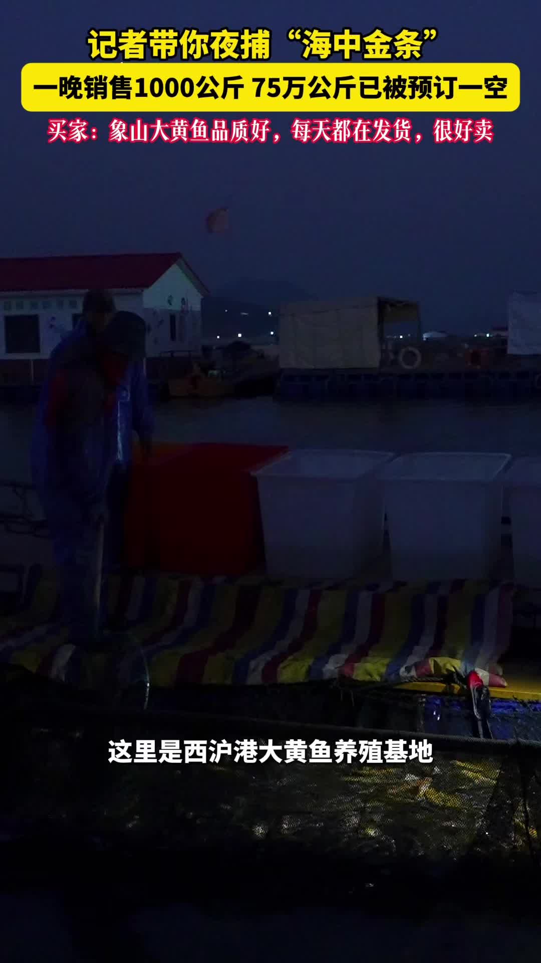 夜捕“海中金条”，宁波象山大黄鱼游出亿元大产业