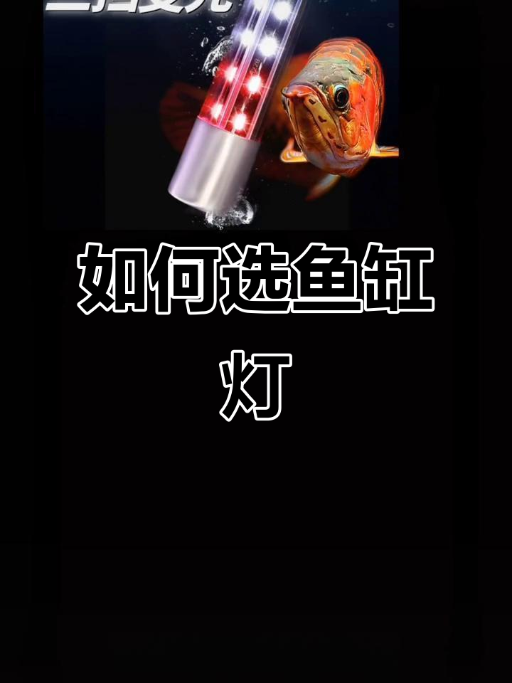 鱼缸灯光选择指南：如何挑选适合的灯具