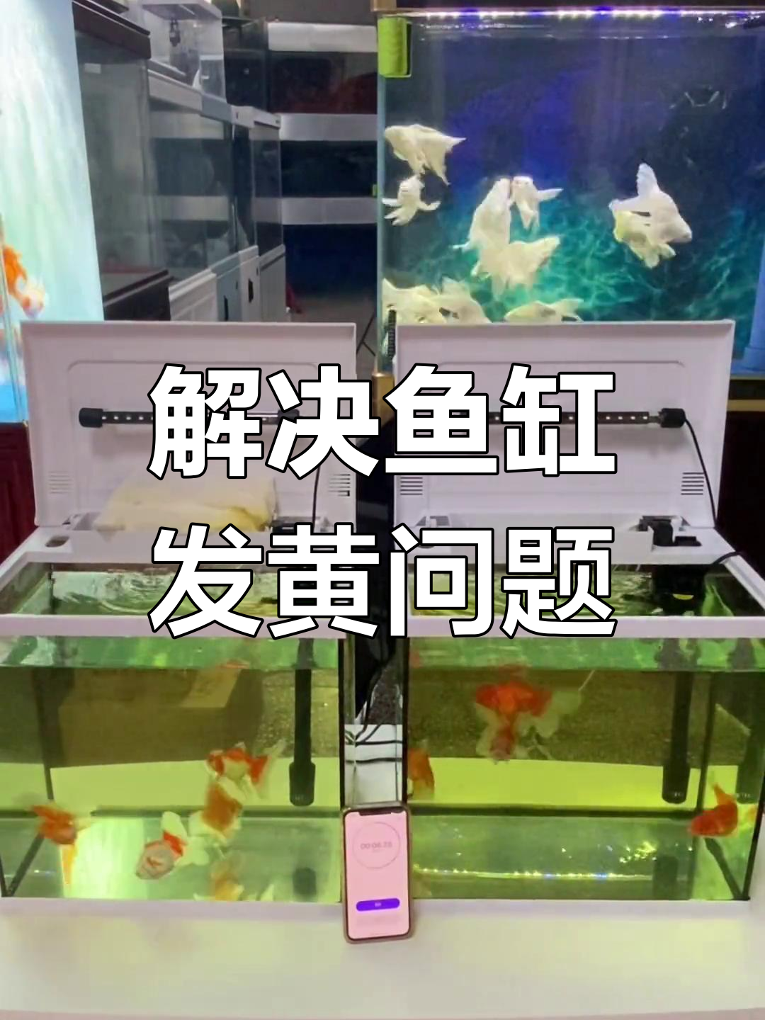 鱼缸水黄怎么办?蛋白棉效果实测