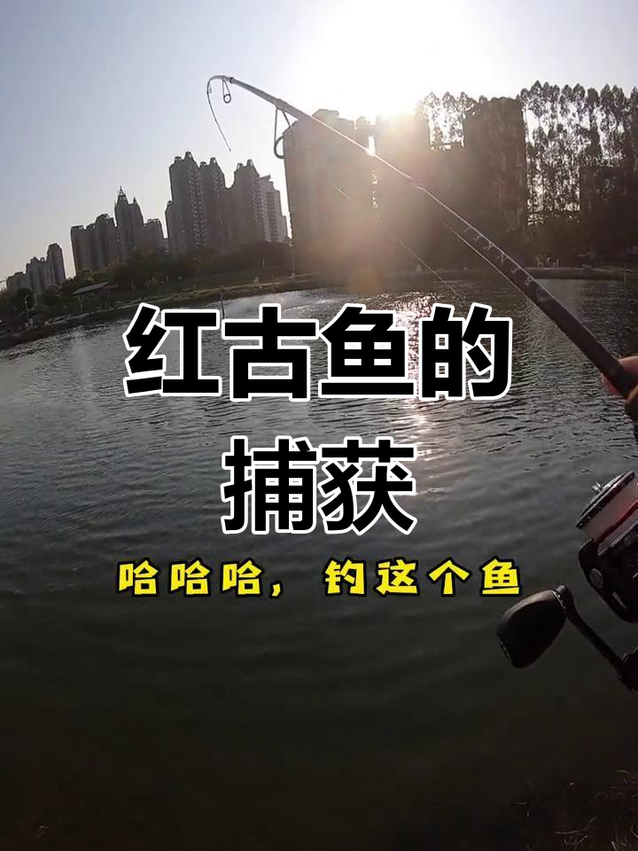 东莞海钓,3.5克钩轻松捕获红古鱼!