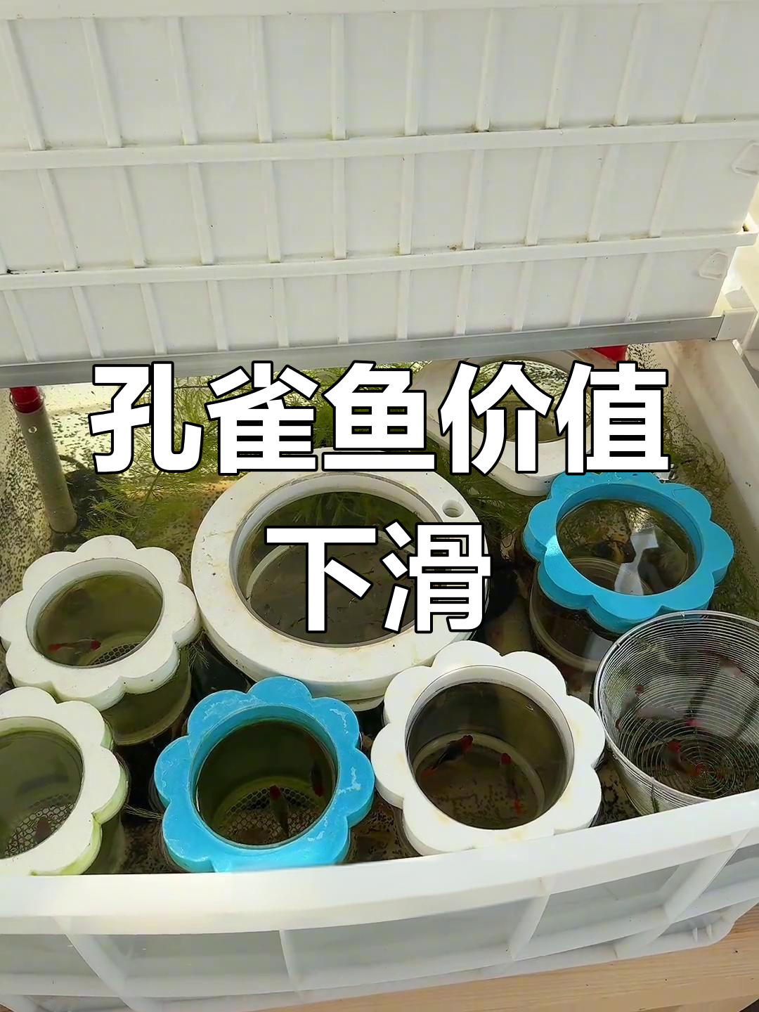 孔雀鱼数量激增,品质下降,曾经的名贵品种如今不值钱了