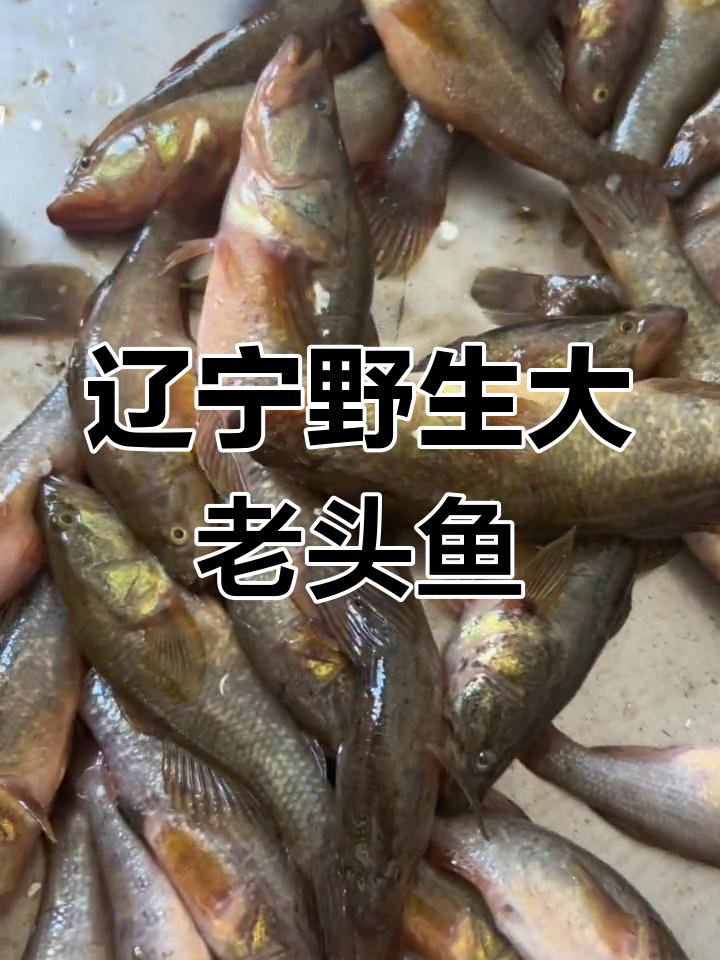 正宗东北野生大老头鱼,酱炖最美味