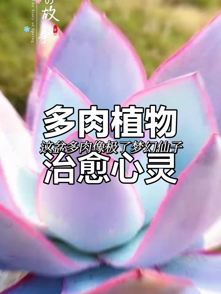 雪花玉坠多肉盆栽,治愈生活的小绿植