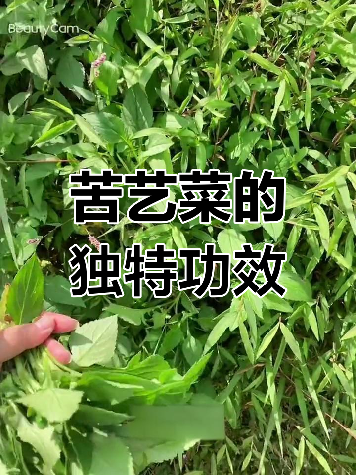 苦益菜:清热去火的野味,像榴莲一样让人爱恨交织