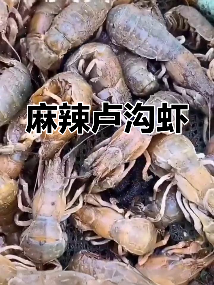 大连卢沟虾麻辣火锅,海底美味尽享