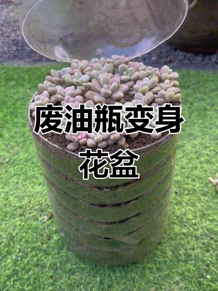 油壶变花盆,废物利用轻松搞定!
