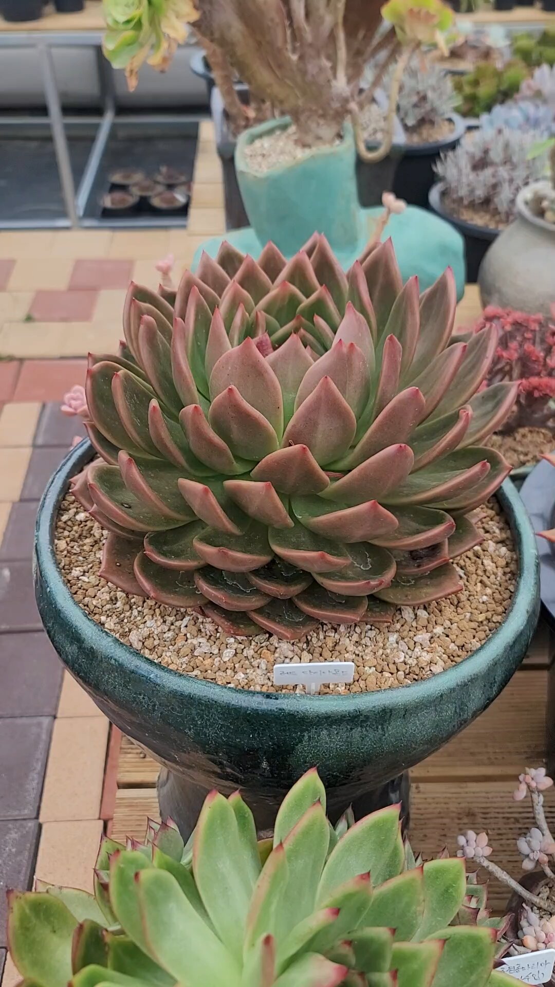 多肉科普3 红钻