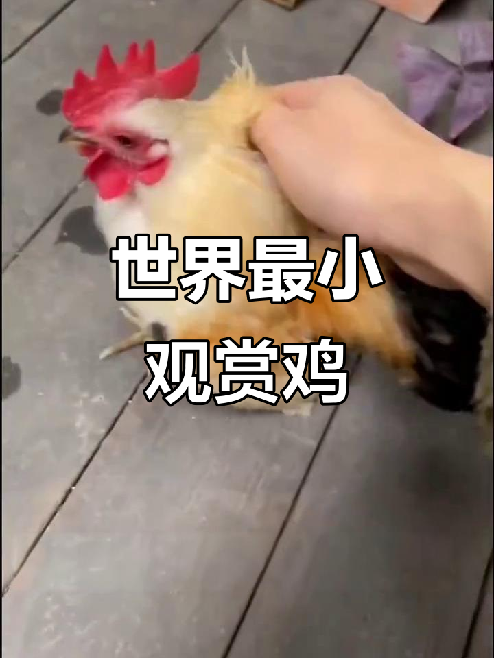 世界上最小的鸡:塞拉马矮脚鸡,小巧可爱如艺术品