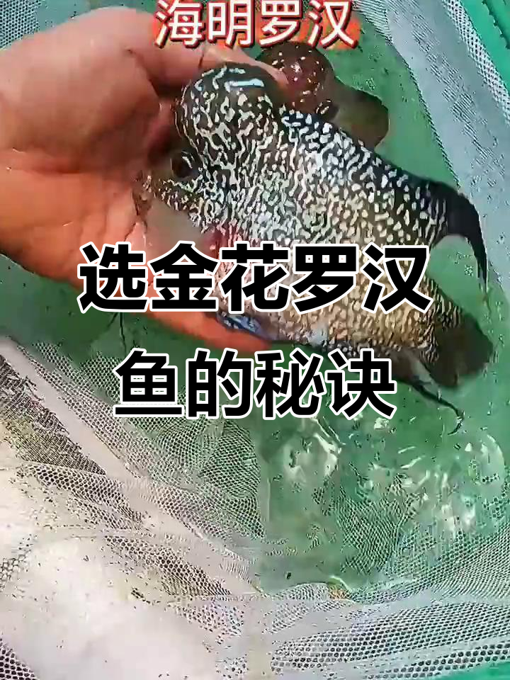 金花罗汉鱼养殖技巧，如何提升亮片头颜色