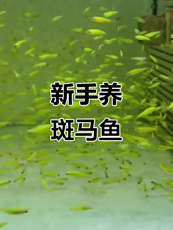 斑马鱼:适合新手养的热带小精灵,低水温也能生存