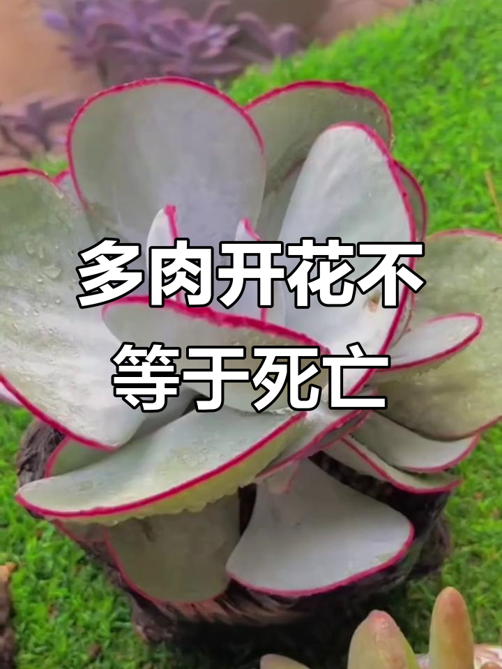 白眉多肉开花，不是要死！学会这些养护技巧