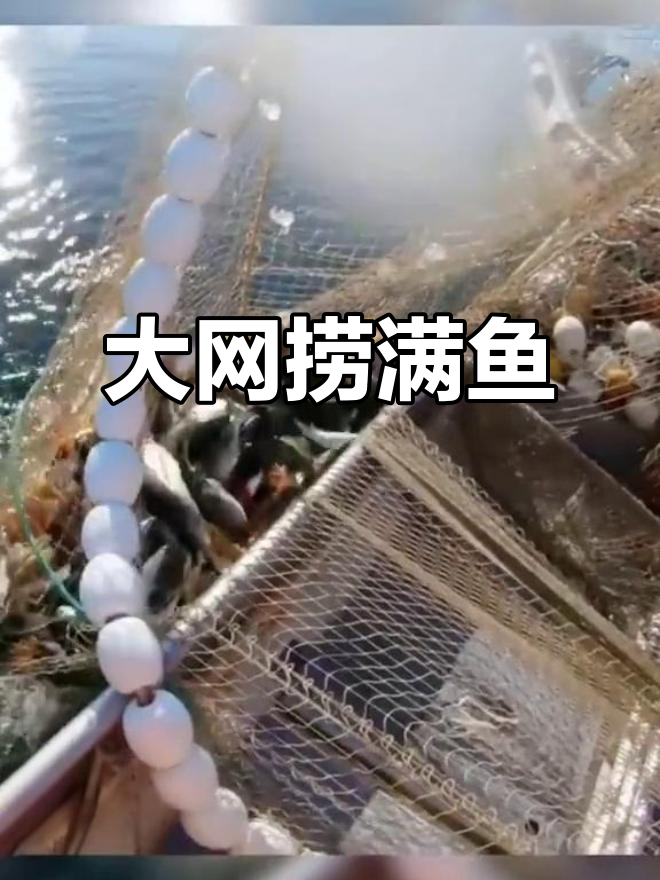撒网捕鱼大丰收,出海收获满满