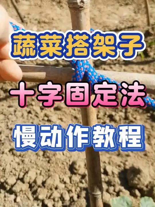黄瓜、豆角、番茄、茄子 等蔬菜种植搭架子十字固定法慢动作教程