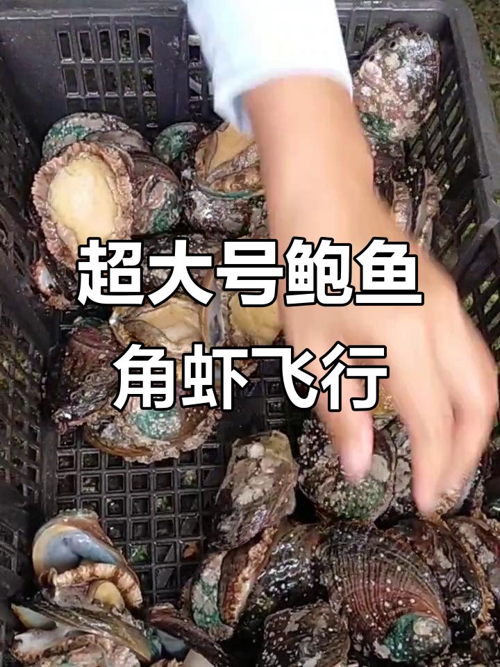 8头鲍鱼竹节虾坐飞机回家,超鲜活海鲜直达你手