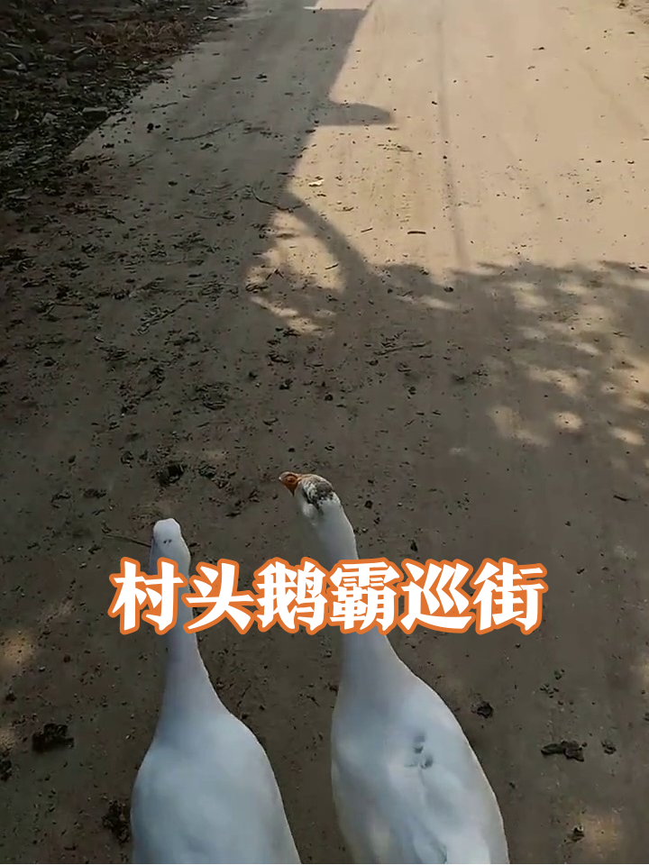 白鹅泡澡后溜达到村头,东张西望像巡街,成村里最闲鹅