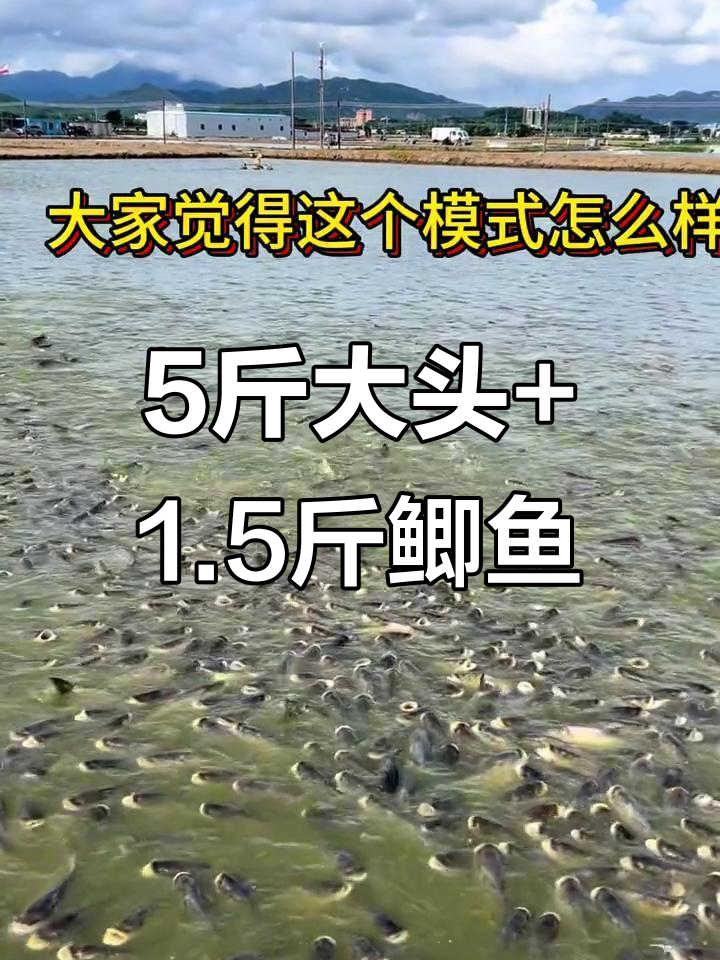 大头鱼与鲫鱼的养殖模式,5斤大头搭配1.5斤鲫鱼效果如何?