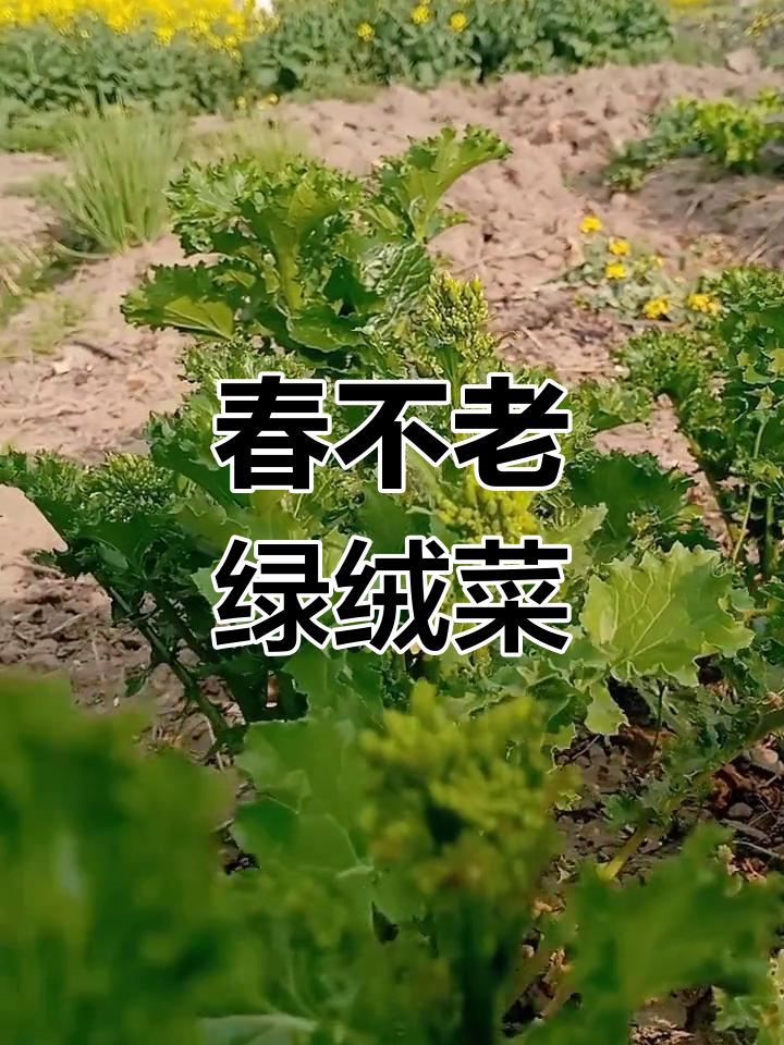 春天里的新鲜蔬菜,绿绒菜带来清新口感