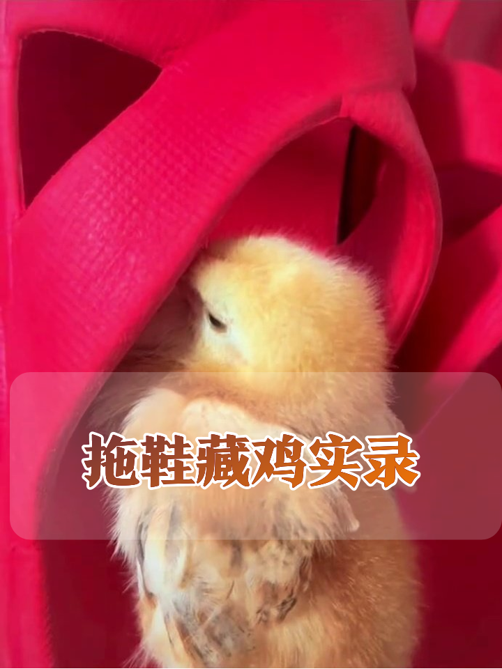 小鸡把红拖鞋当豪宅,主人一掏就卖萌,溜一圈又钻回来!