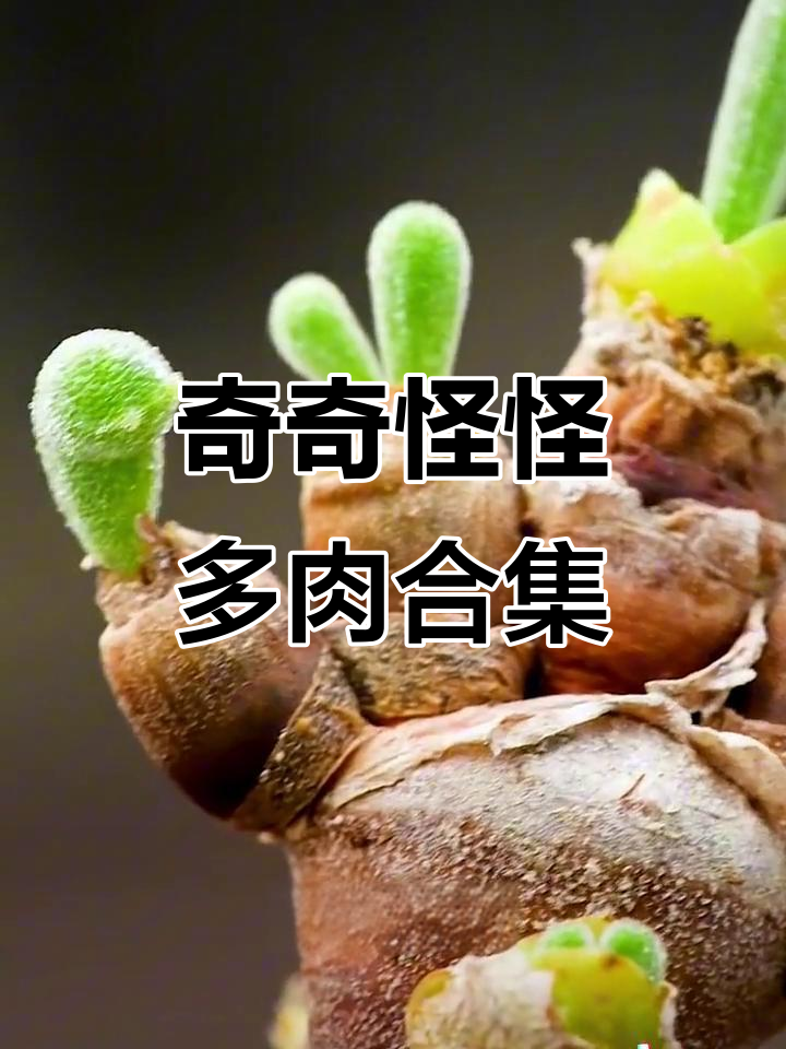 这些奇怪的多肉植物,你见过吗?