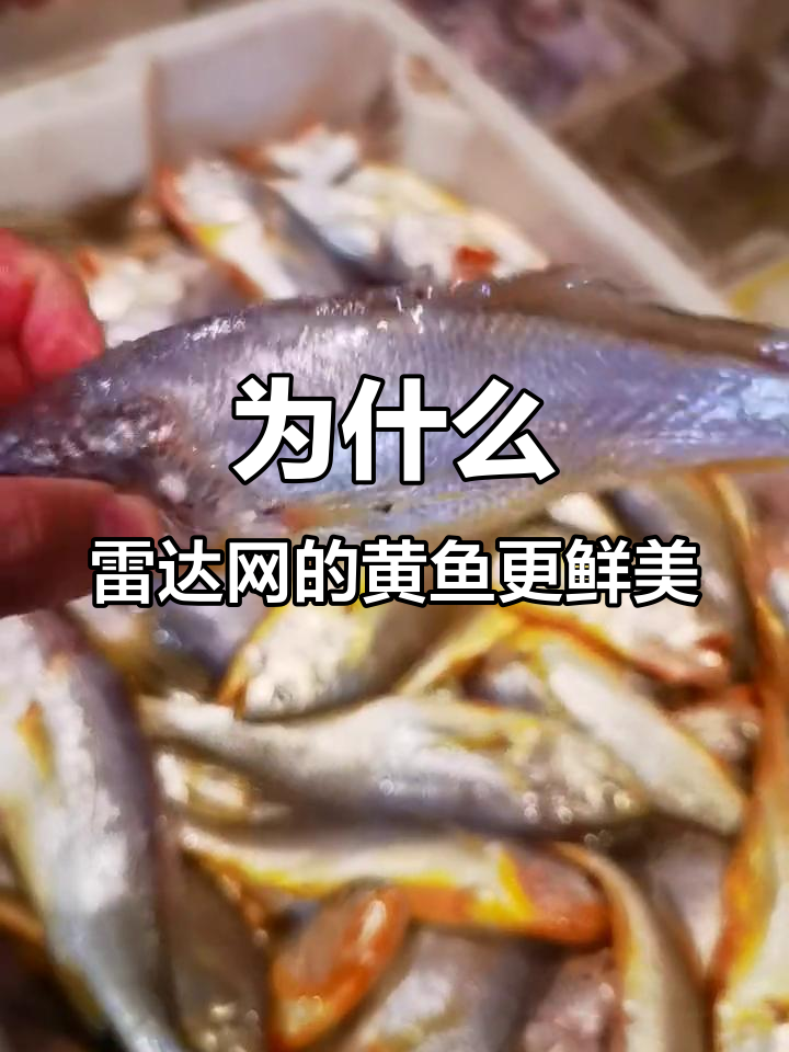 舟山雷达网黄鱼为何如此受欢迎?秘密竟在这里