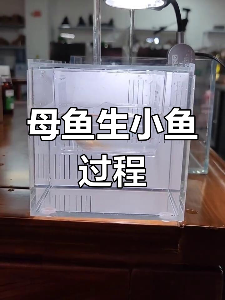 孔雀鱼繁殖全过程揭秘