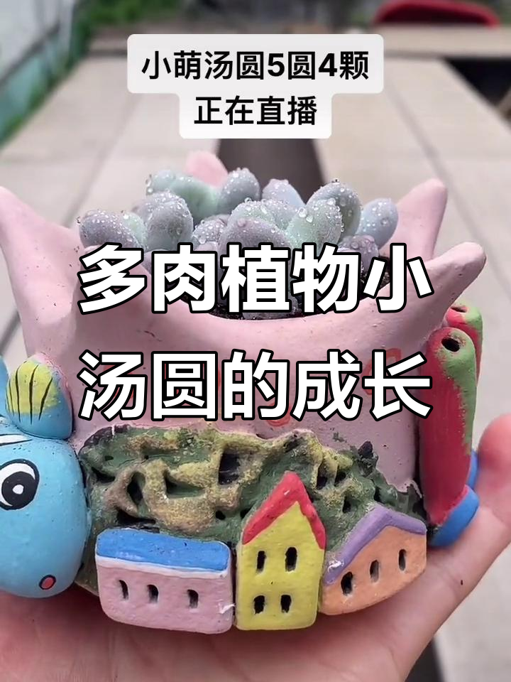 小汤圆的多肉世界,一花一草皆有生命