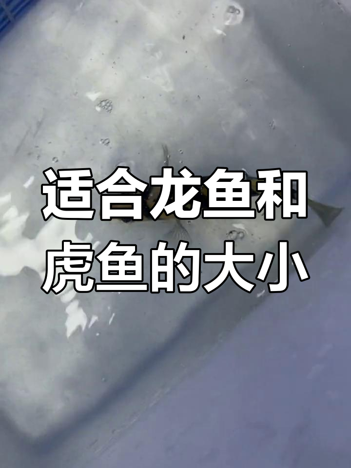 龙鱼与虎鱼的混养尺寸指南