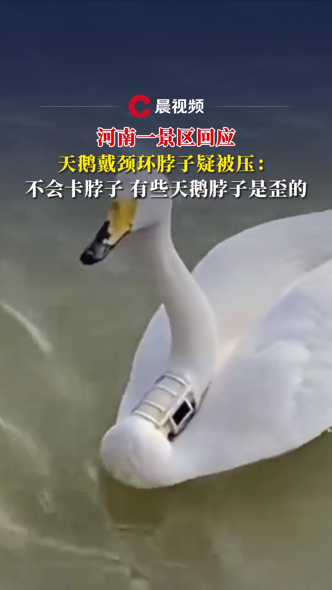 河南一景区回应天鹅戴颈环脖子疑被压:不会卡脖子,有些天鹅脖子是歪的