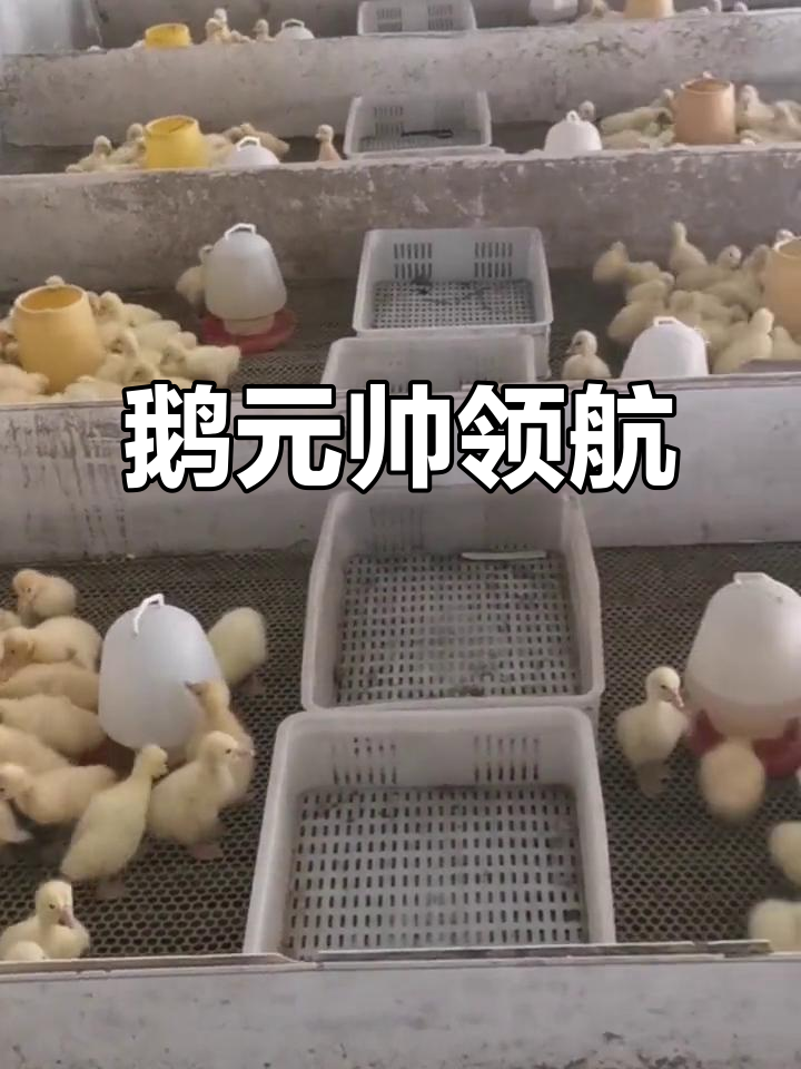 东方皖浦鹅业:打造“鹅元帅”品牌,引领行业新风潮