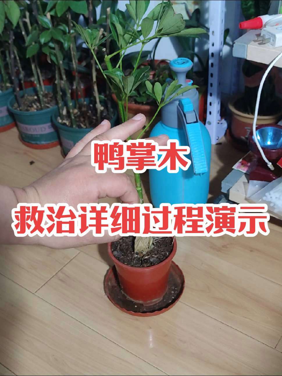 鸭掌木,救治详细过程演示 爱生活爱养花