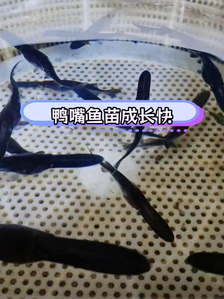 鸭嘴鱼:大型淡水经济鱼类,生长迅速,适合养殖