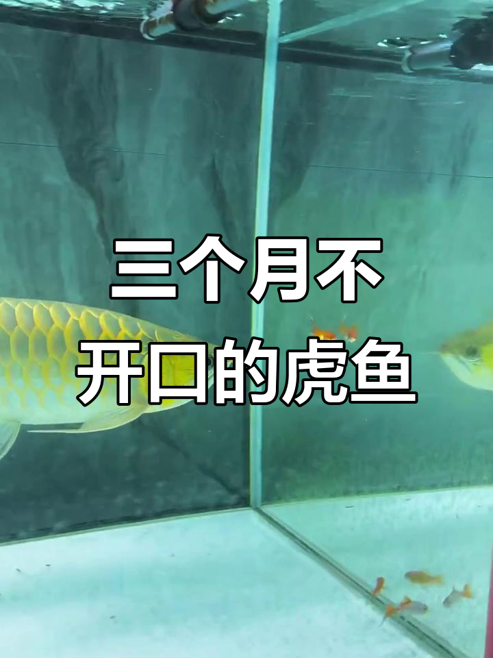虎鱼三个月不吃食,龙鱼也难开口!