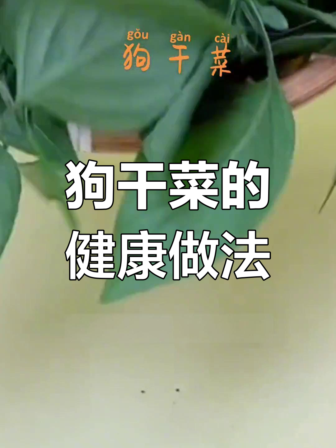 农村常见野菜,狗干菜的独特价值