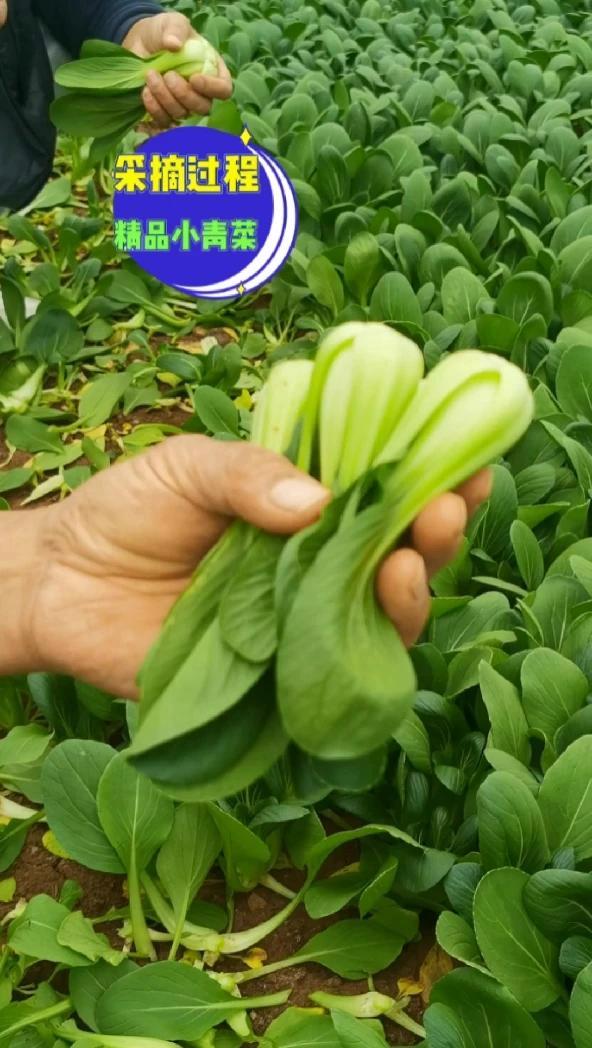 精品小青菜采摘包装过程 纯天然绿色蔬菜 菜园子有机蔬菜 蔬菜
