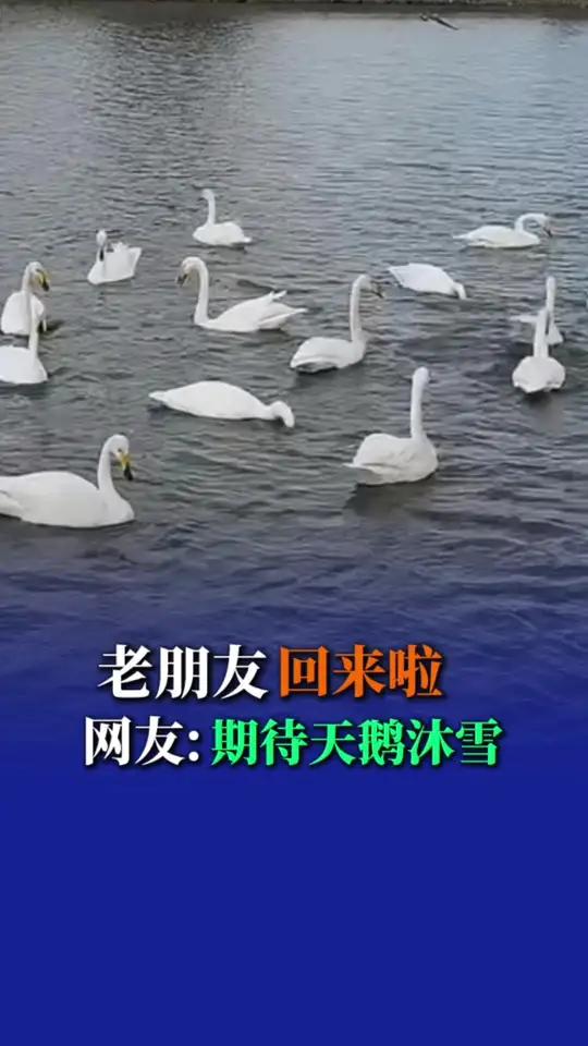 天气渐凉,每年都会有成千上万只大天鹅飞抵荣成天鹅湖,成为威海最受欢迎的“市民”,宛如仙境般