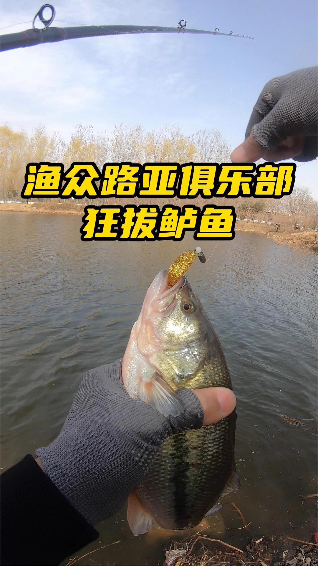 北京鲈鱼坑狂拔鲈鱼 路亚鲈鱼 北京路亚 野钓